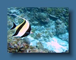 Helengeli 263
